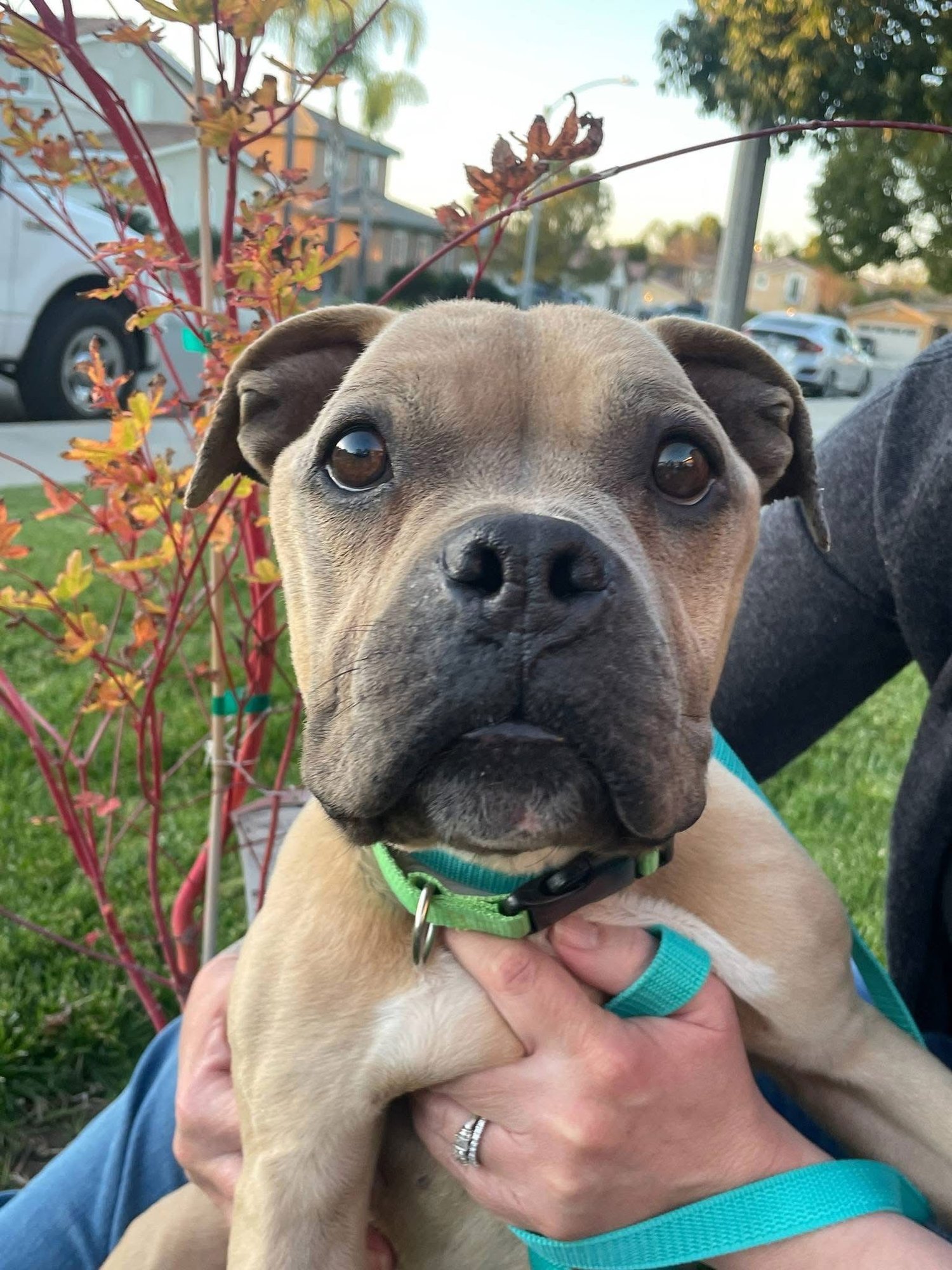 CHICLET - American Staffordshire Terrier available for adoption