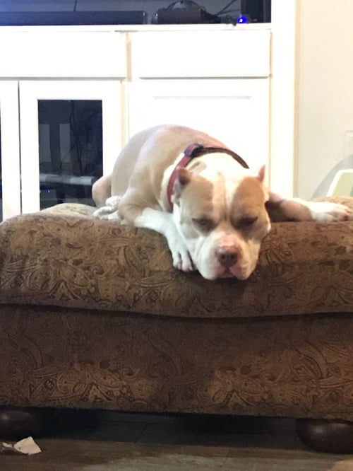 ZEUS  **COURTESY LISTING** - American Staffordshire Terrier available for adoption