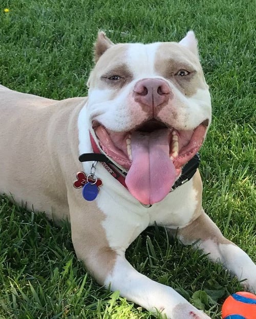 ZEUS  **COURTESY LISTING** - American Staffordshire Terrier available for adoption