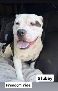 Stubby - Photo 1