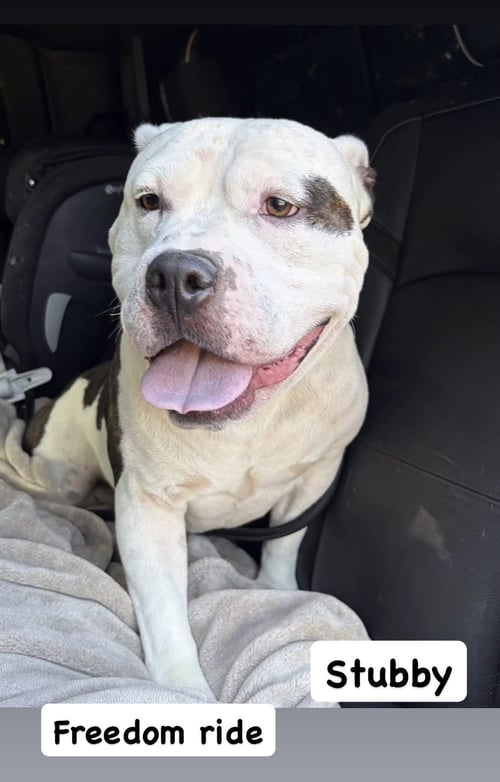 STUBBY - American Staffordshire Terrier available for adoption