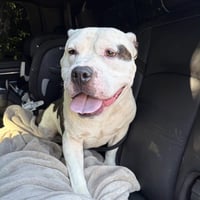 Stubby - Photo 3