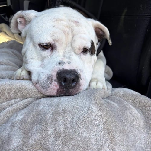 STUBBY - American Staffordshire Terrier available for adoption