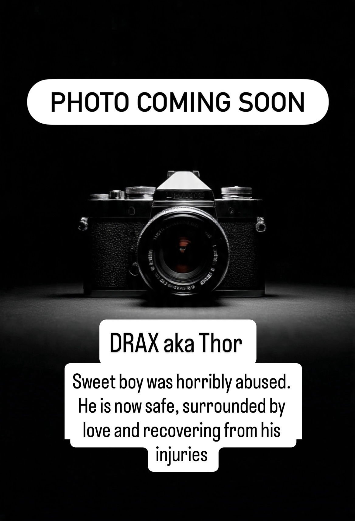 DRAX AKA THOR - American Staffordshire Terrier available for adoption