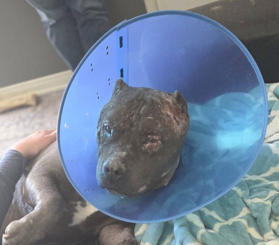 DRAX AKA THOR - American Staffordshire Terrier available for adoption