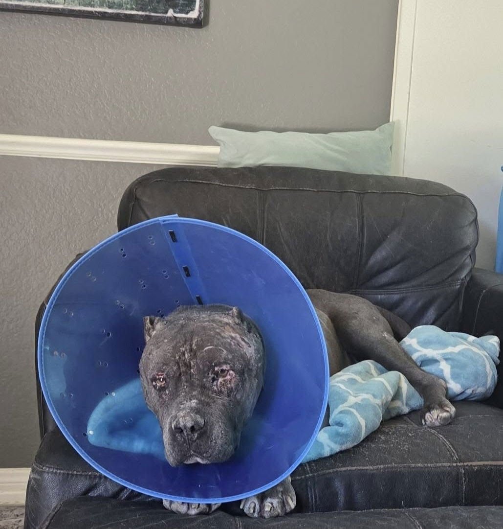 Drax aka Thor - Photo 3