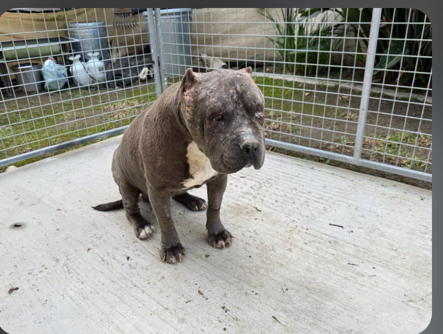 Drax aka Thor - Photo 4