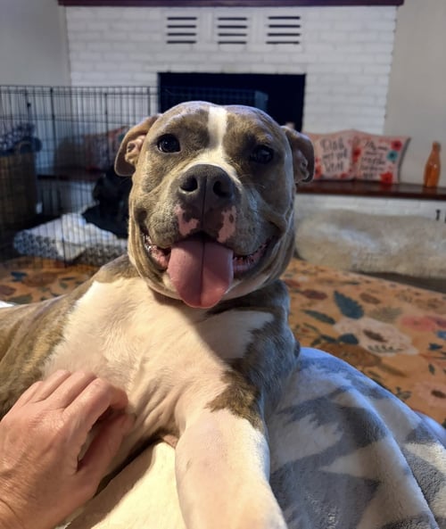BEAU - American Staffordshire Terrier available for adoption