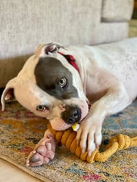 Trixie - Photo 11