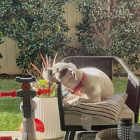 Trixie - Photo 8