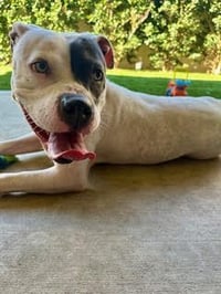 Trixie - Photo 4