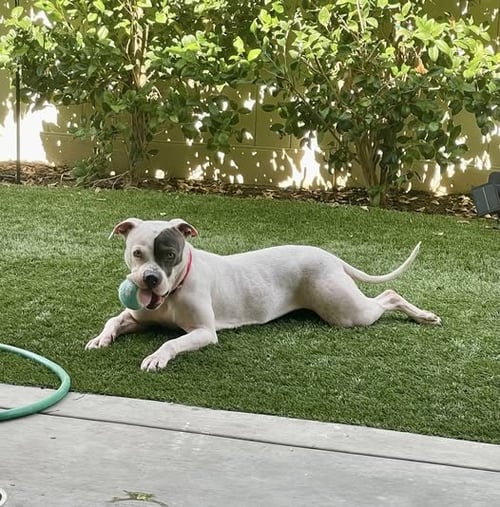 TRIXIE - American Staffordshire Terrier available for adoption