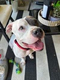 Trixie - Photo 3