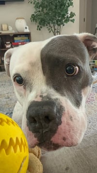 Trixie - Photo 9