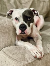 Trixie - Photo 10