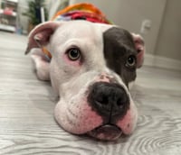 Trixie - Photo 15