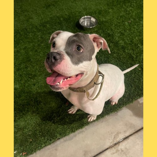 TRIXIE - American Staffordshire Terrier available for adoption