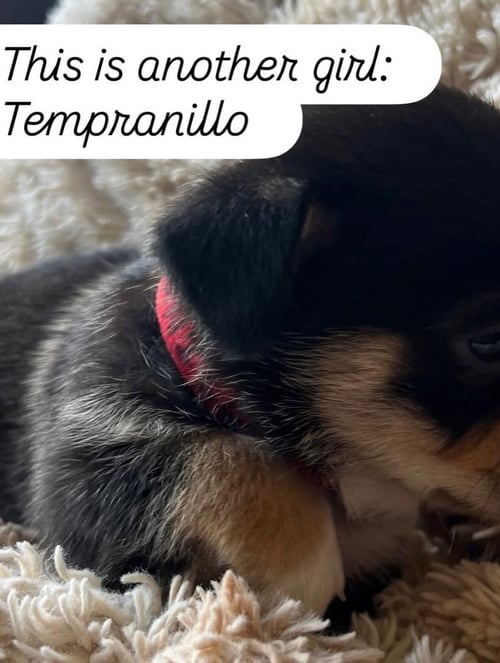 ANNE’S VINES - TEMPRANILLO - American Staffordshire Terrier available for adoption