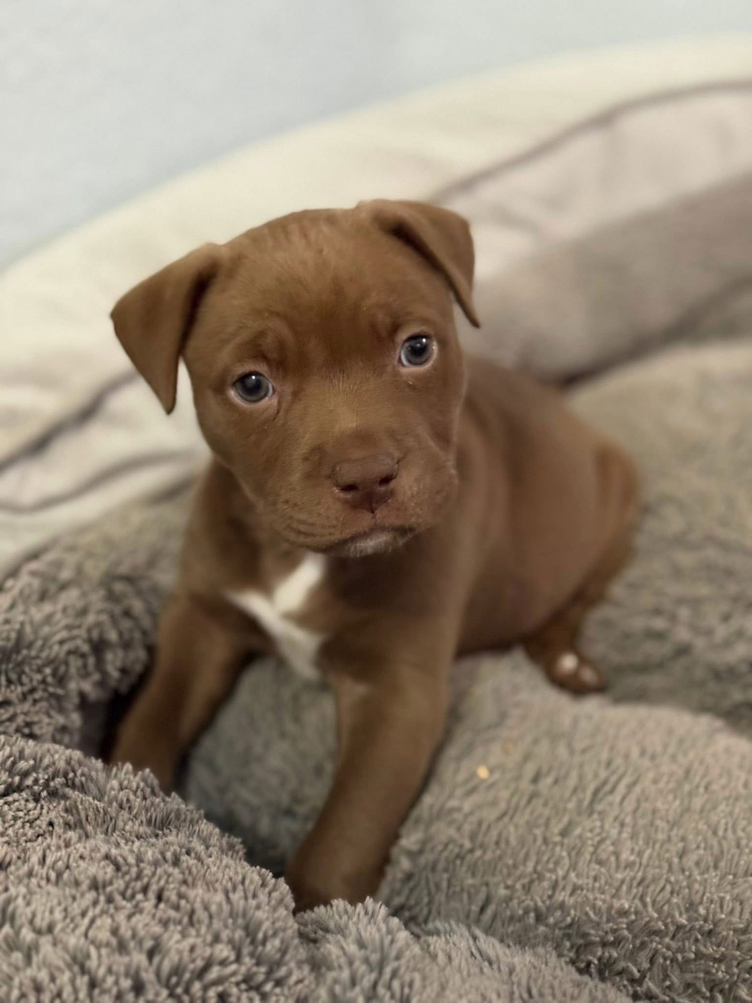 MOCHA - American Staffordshire Terrier available for adoption