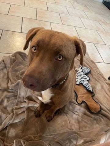 BOSCO - American Staffordshire Terrier available for adoption