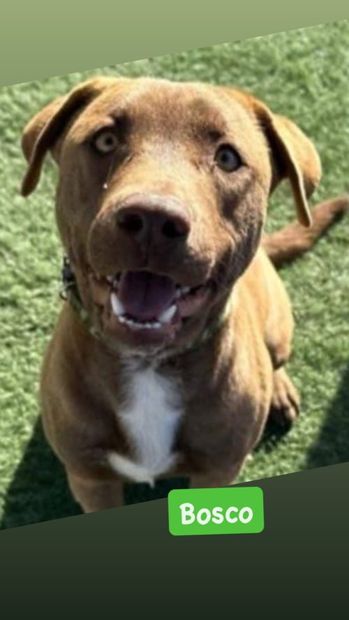 BOSCO - American Staffordshire Terrier available for adoption
