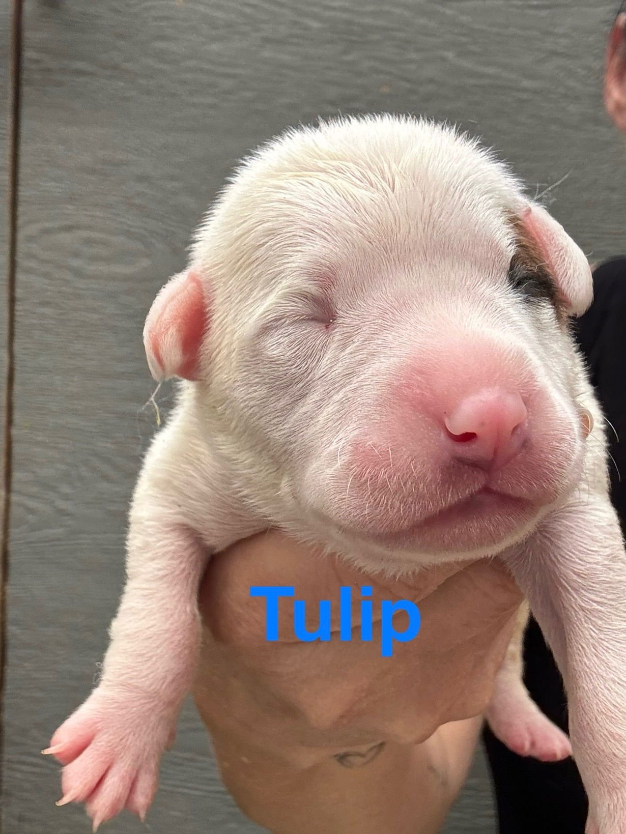 LILLY’S FLOWERS - TULIP - American Staffordshire Terrier available for adoption