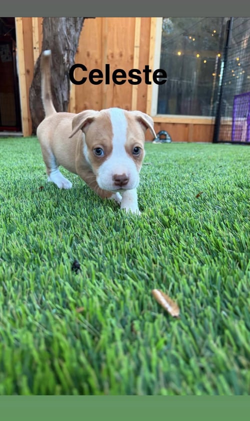 LUNA’S STARS - CELESTE - American Staffordshire Terrier available for adoption