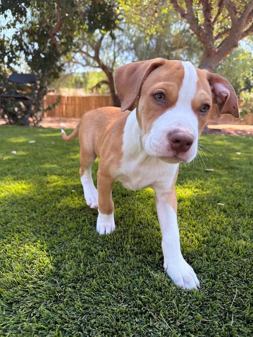LUNA’S STARS - CELESTE - American Staffordshire Terrier for adoption in San Diego