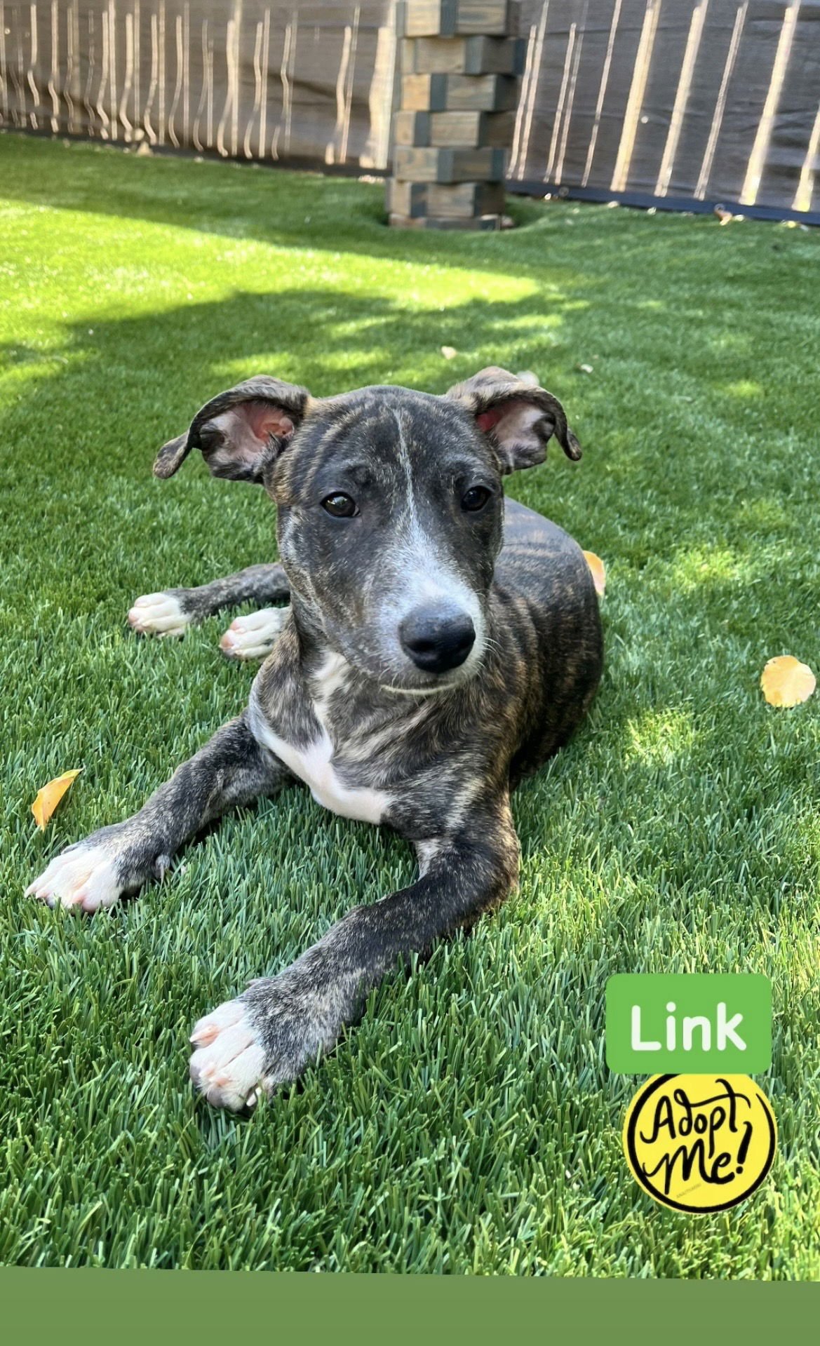 LINK - American Staffordshire Terrier available for adoption