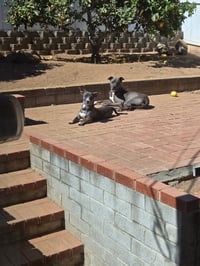 Link - Photo 8