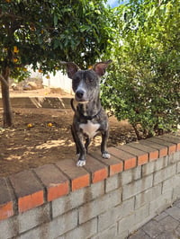 Link - Photo 11