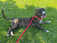 Link - Photo 12