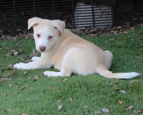 CHANCE - *COURTESY LISTING* - Husky available for adoption