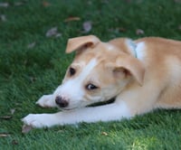 Honor - *Courtesy Listing* - Photo 1