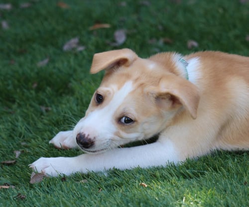 HONOR - *COURTESY LISTING* - Husky available for adoption