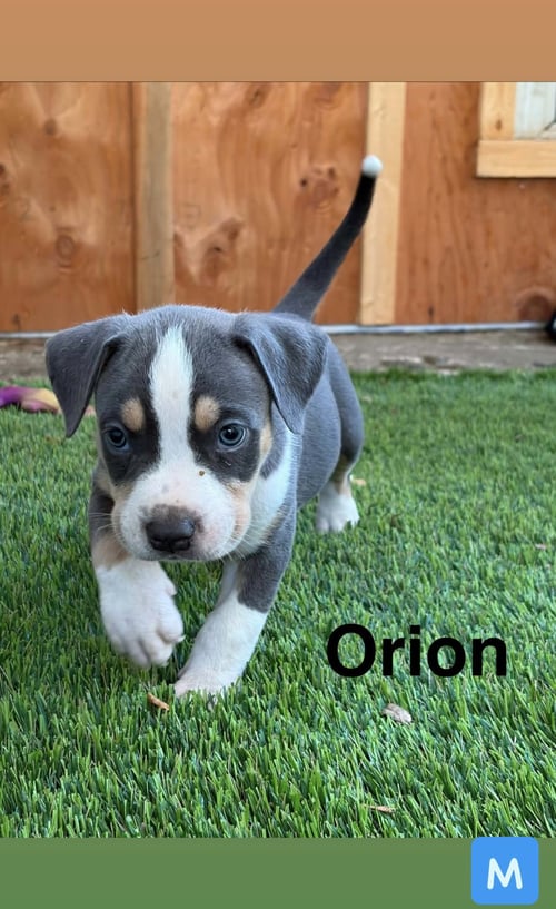 LUNA’S STARS - ORION