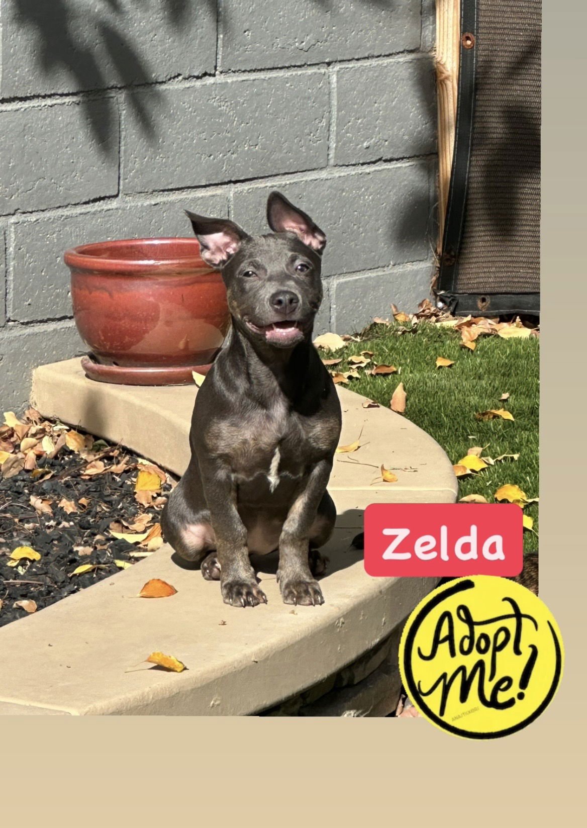ZELDA - American Staffordshire Terrier available for adoption