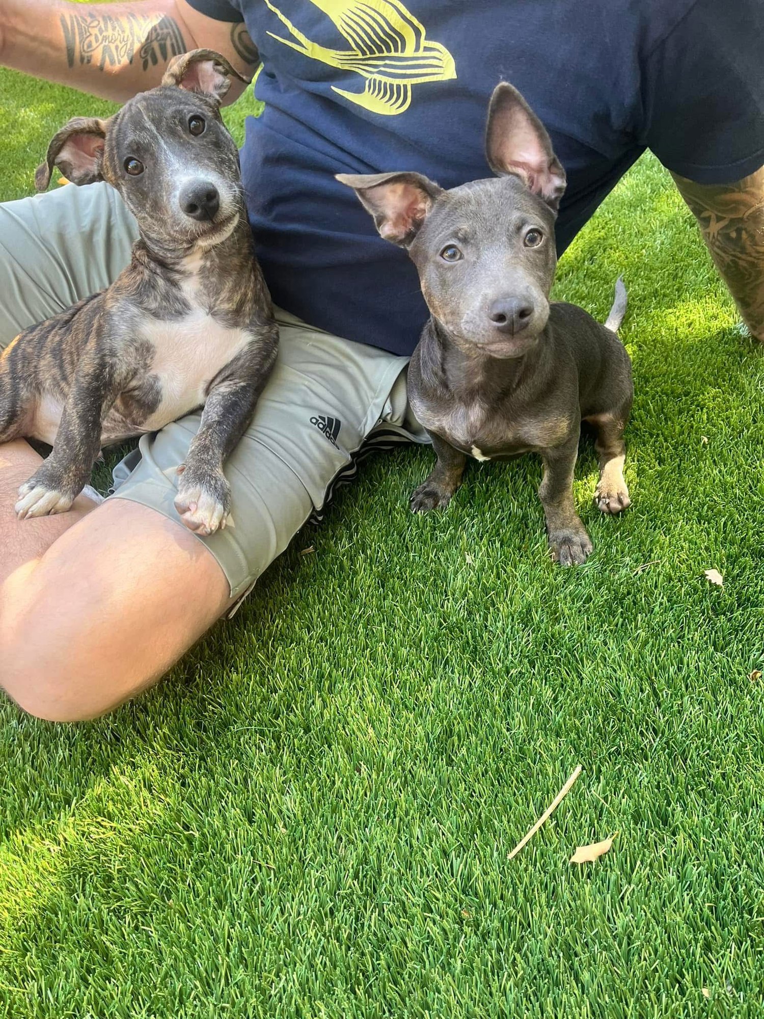 ZELDA - American Staffordshire Terrier available for adoption