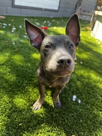 Zelda - Photo 4
