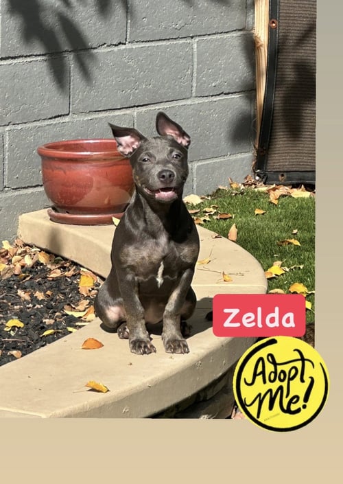 ZELDA - American Staffordshire Terrier available for adoption