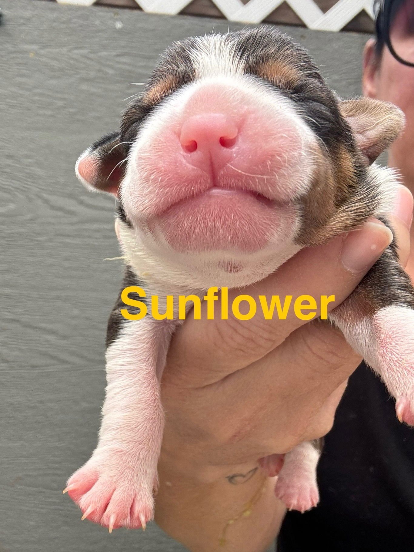 LILLY’S FLOWERS - SUNFLOWER - American Staffordshire Terrier available for adoption