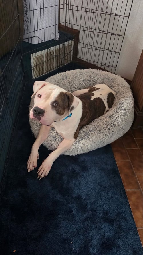 BABY - American Bulldog available for adoption