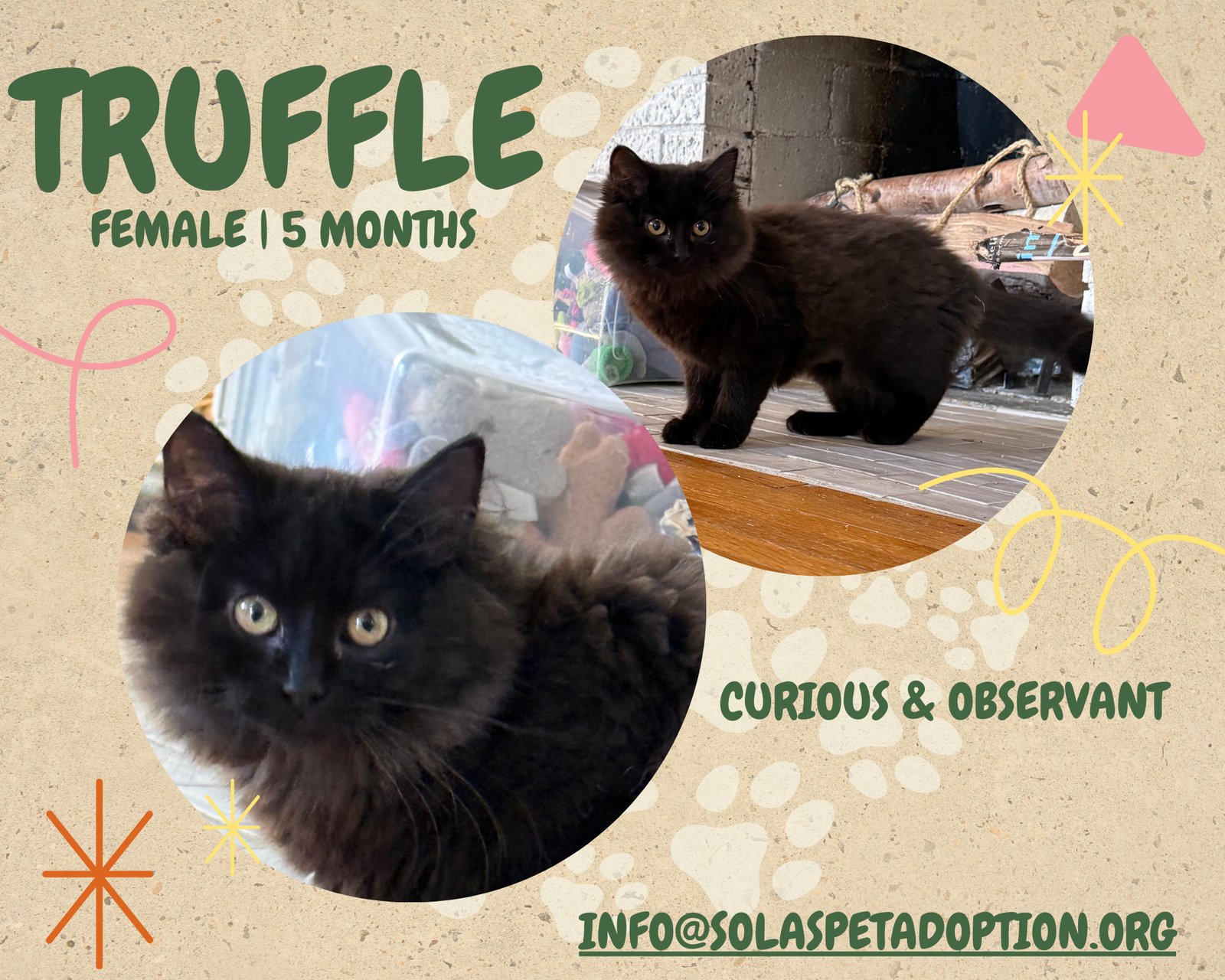 TRUFFLE - JM - Domestic Medium Hair available for adoption