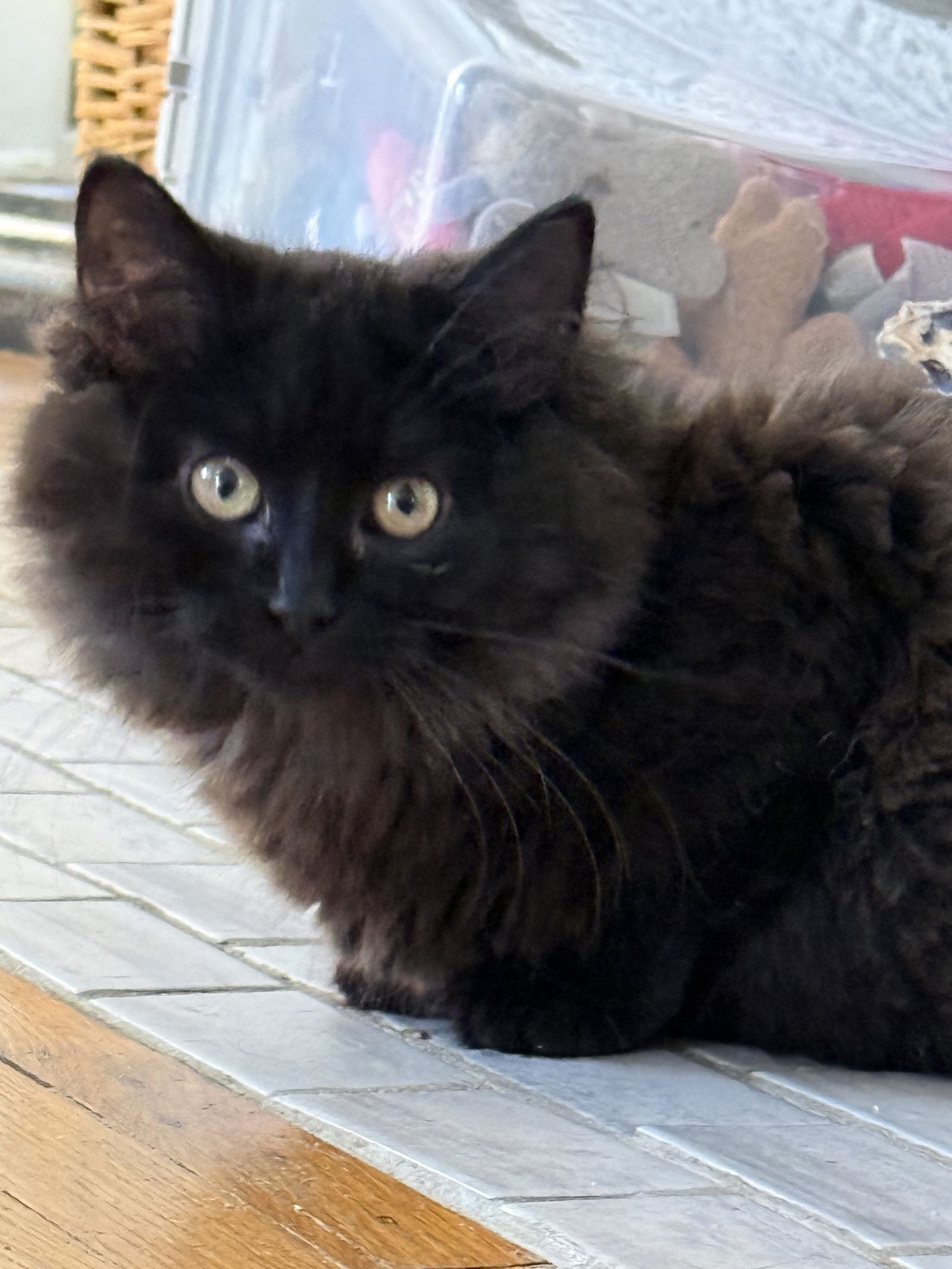 TRUFFLE - JM - Domestic Medium Hair available for adoption