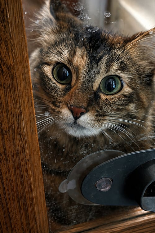 MISTY - Domestic Long Hair for adoption in Omaha
