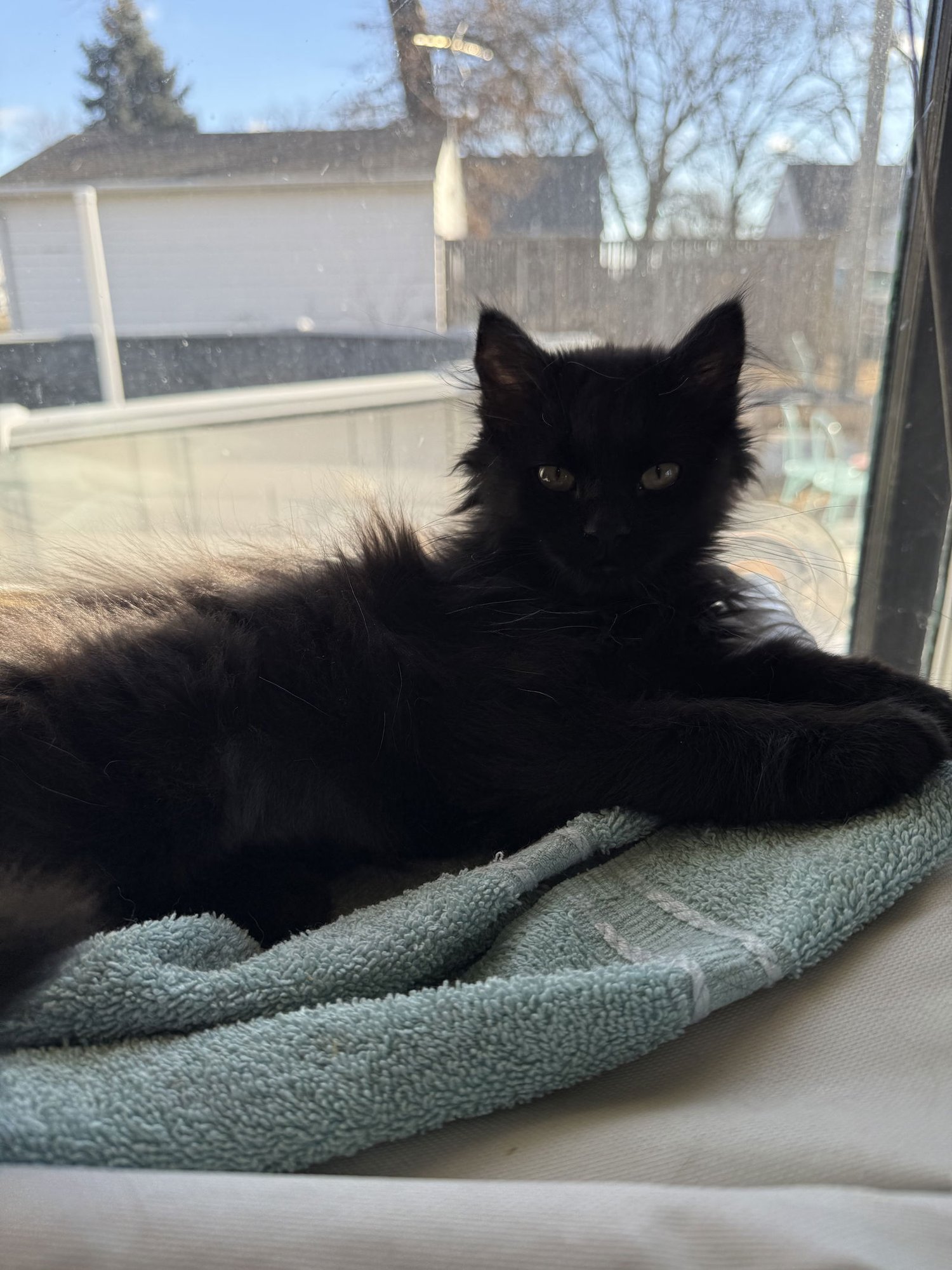 BUFFY -JM - Domestic Medium Hair available for adoption