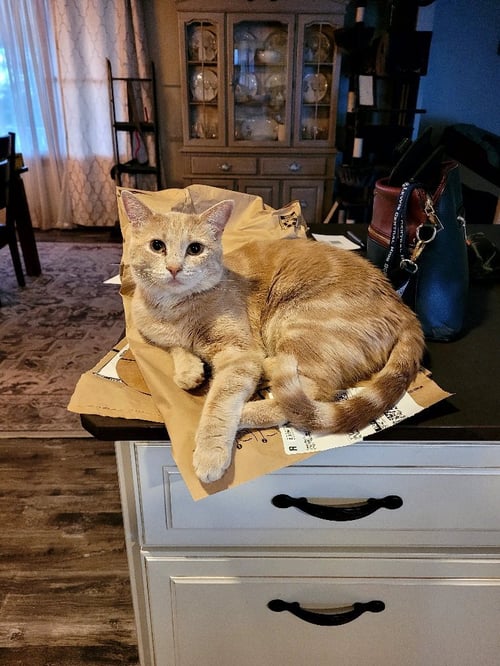 GINNY - TS - Domestic Short Hair for adoption in Omaha
