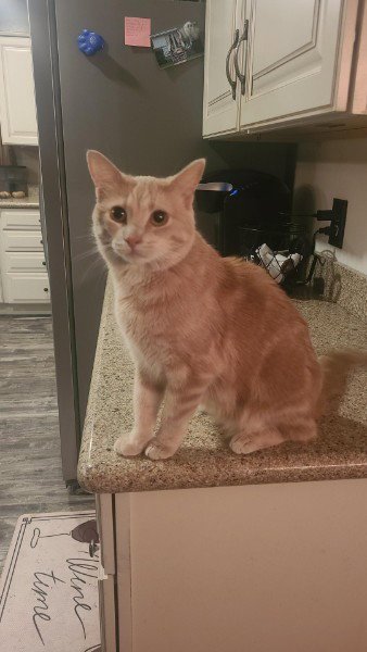 GINNY - TS - Domestic Short Hair available for adoption