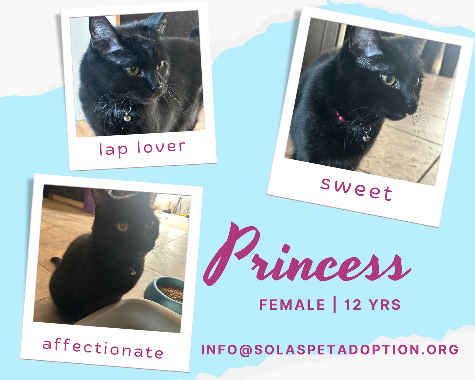 PRINCESS - TV - Domestic Short Hair available for adoption