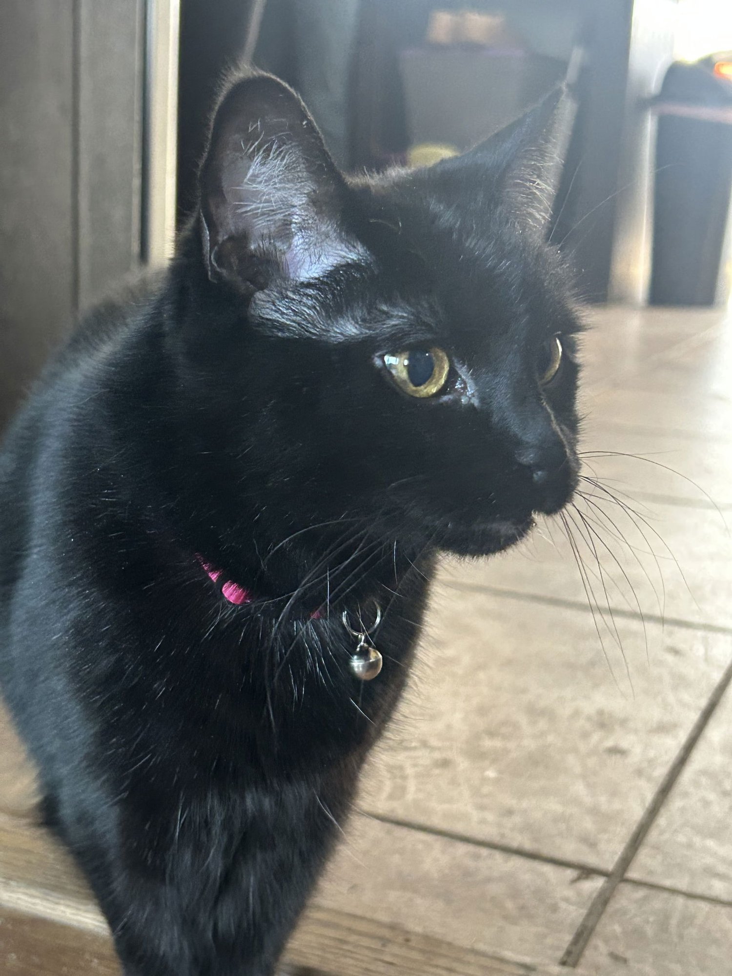 PRINCESS - TV - Domestic Short Hair available for adoption